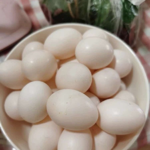 鸽子蛋，自家散养杂粮鸽子蛋全国发货