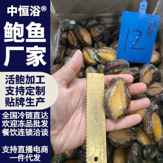 东山县鲍鱼 新鲜12头活鲍速冻 海鲜水产冻品厂家一手货源批发