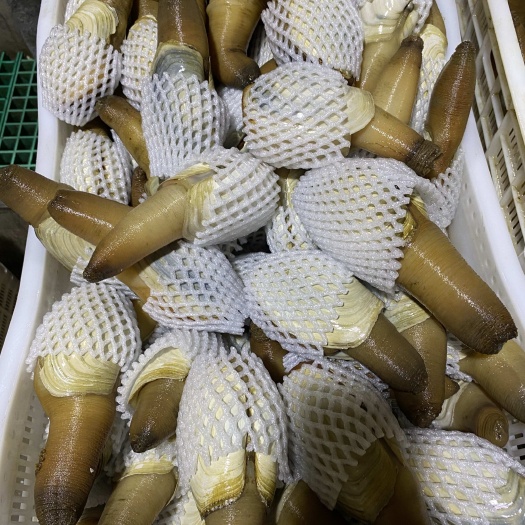 东港市3-5两 朝鲜象拔蚌， 干蚌，肉多鲜脆，适合刺身，火锅。超赞