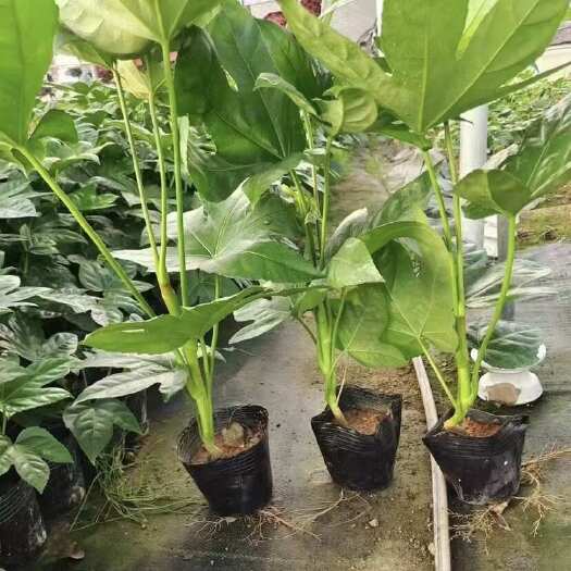 漳浦县八角金盘 小苗 袋苗 杯苗 出售 批发 零售 福建