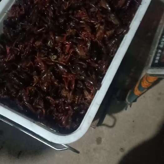 南县小龙虾直销小中大青硬分类量大价优长沙专车送