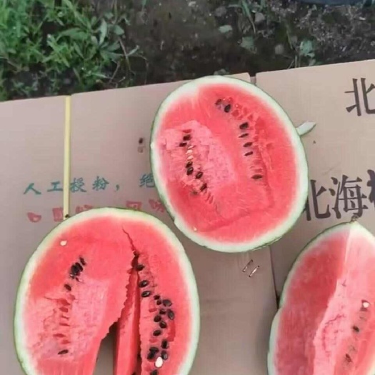 北海精品小唐丸翠玲吊瓜，货源充足，产地直发诚信经营