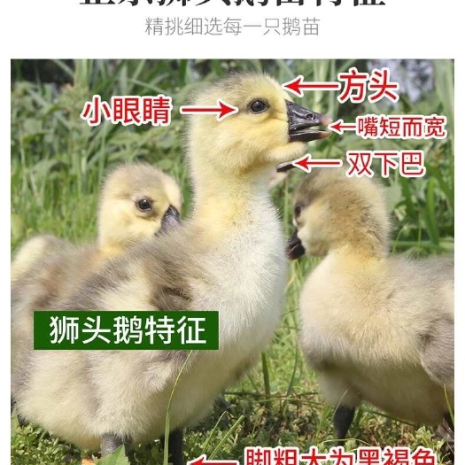 小鹅苗正特大种狮头鹅活苗潮汕特大型狮子头鹅苗灰狮头鹅苗活体