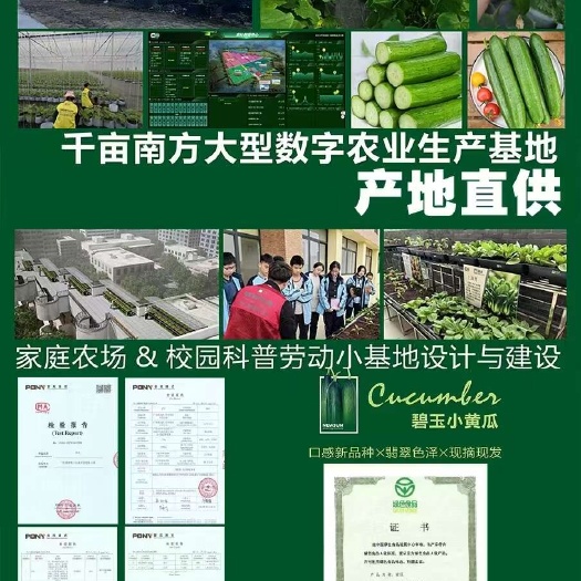 广西大基种植水果黄瓜基地欢迎各位老板采购