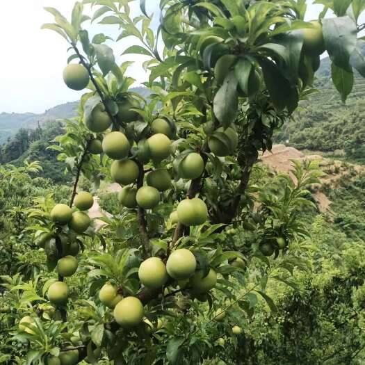 镇宁县果子品质好，自家地