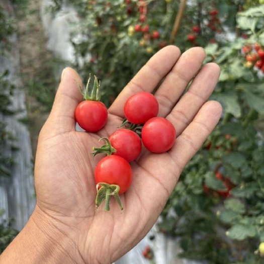 慈溪本地樱桃小番茄