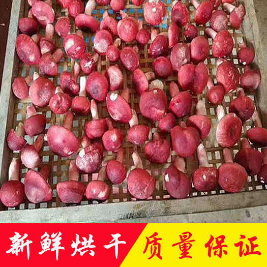 广州野生红菇批发 产地直销干货土特产大红菌正红蘑菇食用菌滋补品