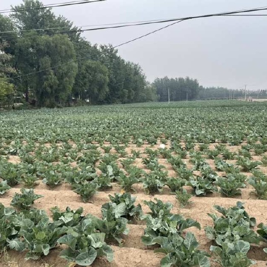 鄄城县新鲜小油菜 山东菏泽直供 绿色健康食材 高品质蔬菜批发
