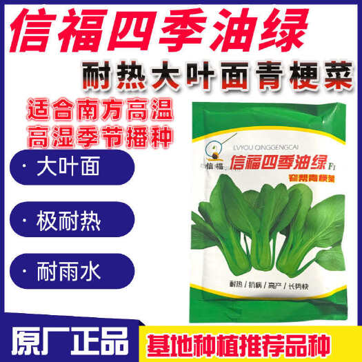 沭阳县信福四季油绿青梗菜耐高温耐热抗热油菜种子窄帮大叶面青梗菜种籽