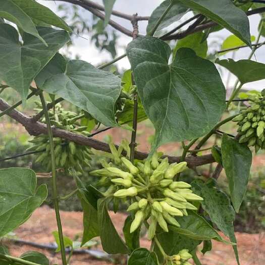化州市新鲜夜香花 广东茂名直发 优质菜用花卉 批发零售均可