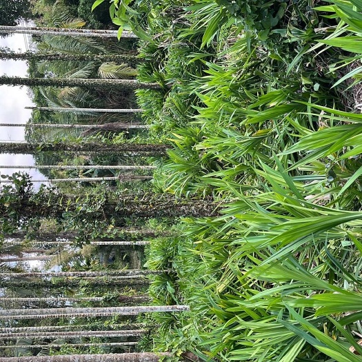 琼海市自家优质斑斓叶大量批发