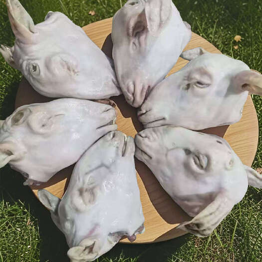 中牟县白色羔羊羊净头一袋50斤