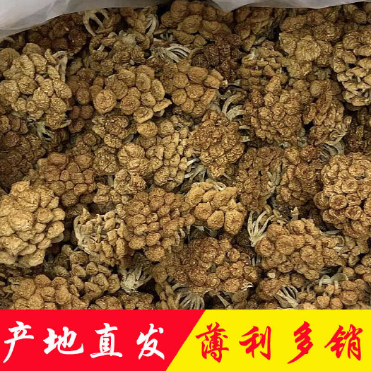 产地直销批发 滑子菇干货新鲜烘干滑菇土特产菌菇滑蘑