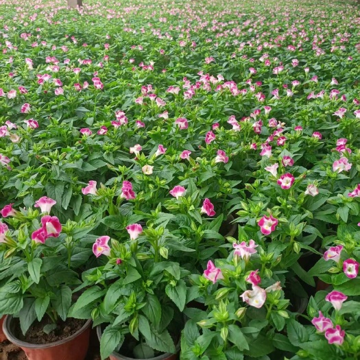 莒南县山东临沂直发优质夏堇地被植物绿化苗木基地供应