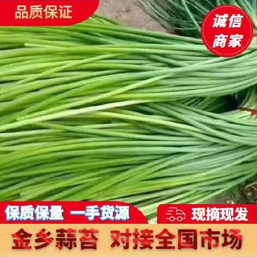 金乡县【2025新蒜苔】金乡红帽蒜苔专业储存代收代发各地市场批发