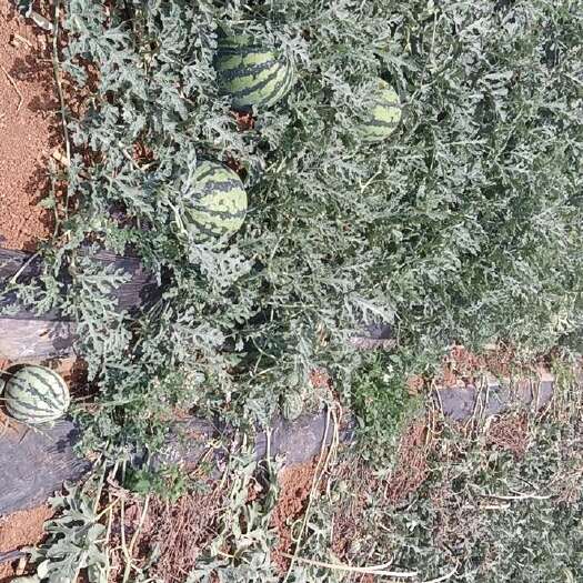 建水县甜王西瓜，过十天就完全成熟了，有需要的老板联系我