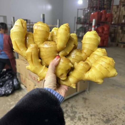 【推荐】常年供应大黄姜，生姜对接市场 电商 商超 出口加工