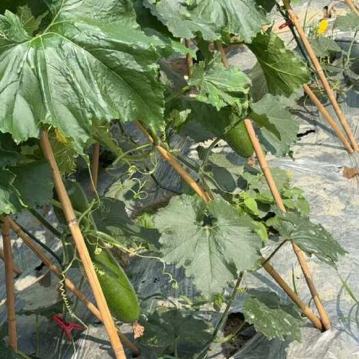 玉林黑皮冬瓜可批发可零售