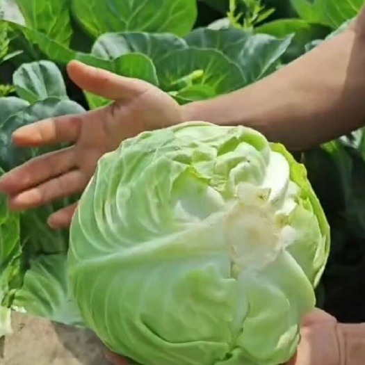 封丘县河南新乡新鲜包菜 现摘现发 批发价实惠 产地直供