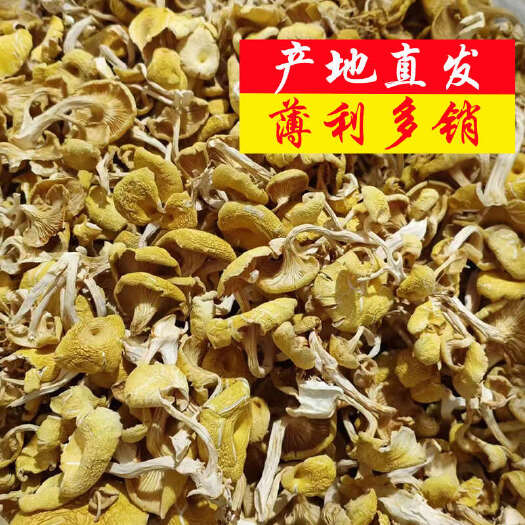 广州产地直销鸡油菌干货单根蘑菇黄金菇2-3榆黄蘑食用菌土特产批发