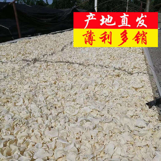 白玉木耳产地直销批发玉木耳食用菌干货白玉耳小碗耳白木耳