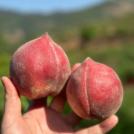 攀枝花黑美人毛桃火焰桃