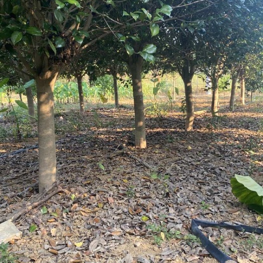 桂林自家种的茶花树，直径12公分左右，一米高的分枝，高3米左右宽