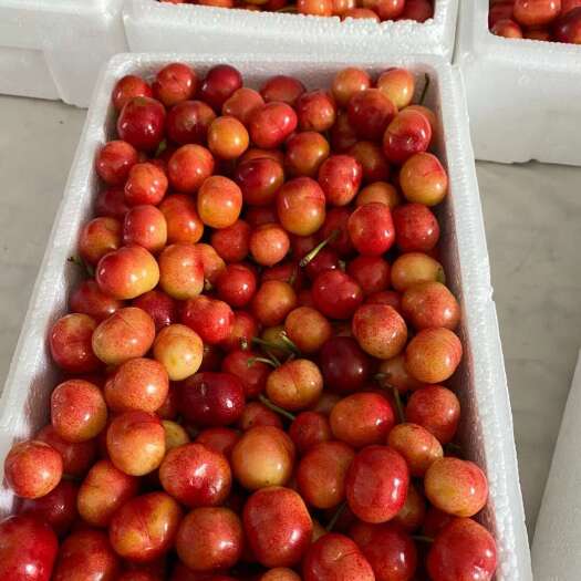 平邑县布鲁克斯樱桃