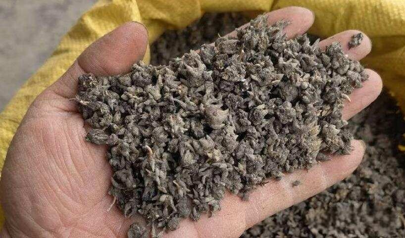 淮滨县猫爪草