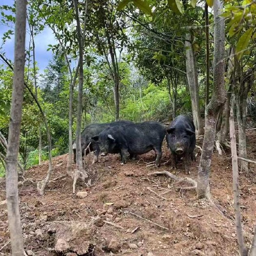 散养香猪肉