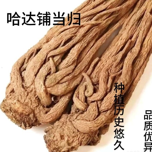 宕昌县甘肃陇南宕昌县优质当归中药材产地直发滋补佳品