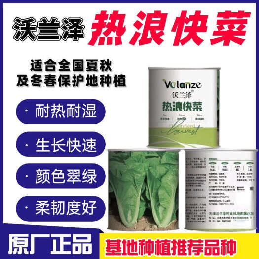 沭阳县热浪快菜种子耐热速生快菜无茸毛口感脆甜耐热耐湿速生长高产抗病