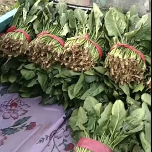 长垣市菠菜，产地直出