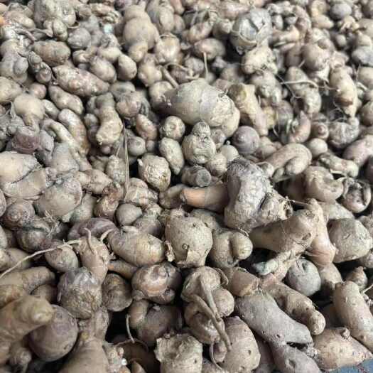 遂溪县沙姜有少量