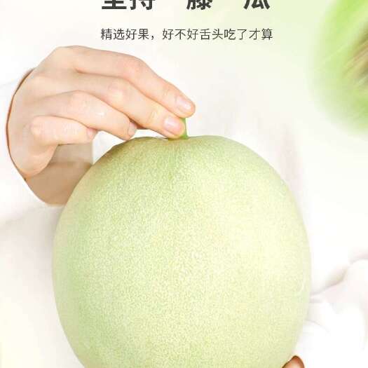 莘县软糯香甜的玉菇甜瓜农家自种现已成熟，大量上市，有需要的老板联