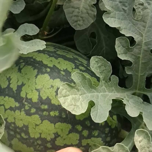 渭南西瓜