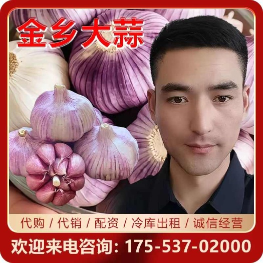 金乡大蒜,专业储存,代购,代销,供应电商,代发各地市场