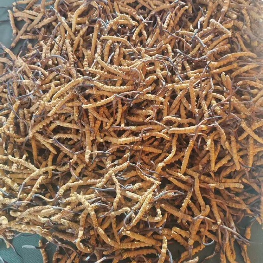 那曲冬虫夏草批发零售，品质保证，开箱验货，满意付款