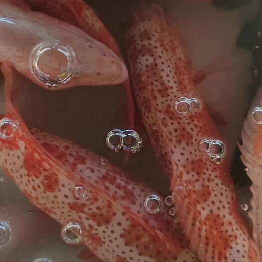 惠东县东星斑