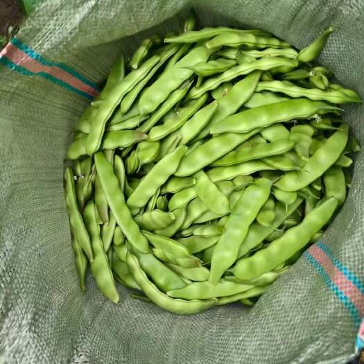 扶余市扶余紫花大油豆上市了，需要的联系我