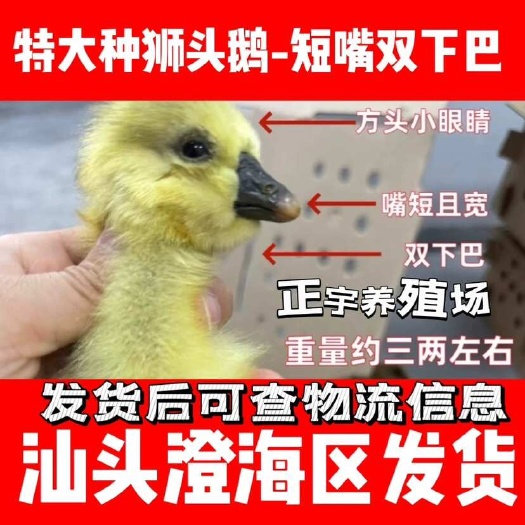 狮头鹅苗纯种狮子头正特大型狮头鹅活苗批发鹅苗原产地澄海发