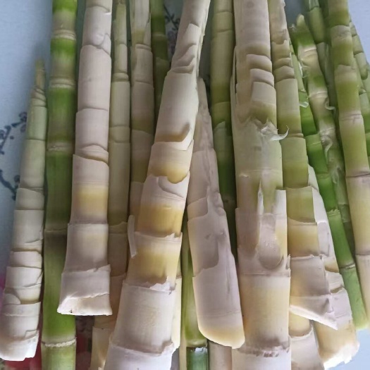 湖南邵阳新鲜水竹笋 当日采摘根茎蔬菜批发