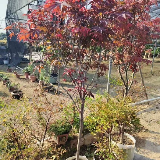 揭阳红枫