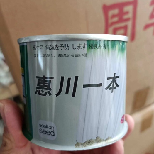 云南弯葱种子钢葱种子黑葱种子