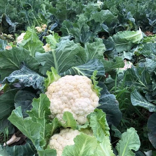 屏南县屏南高山花菜，无农药激素，天然绿色蔬菜，海拔高，口感好