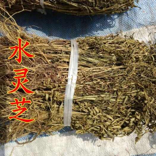 亳州中药材水灵芝鱼胆草