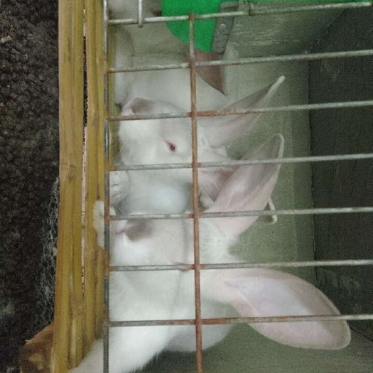 营山县肉兔，食品级别无异味