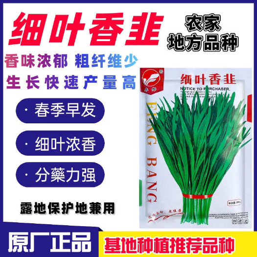 沭阳县香韭菜种籽小细叶老品种香味浓郁生长春秋播耐寒细叶香韭蔬菜种子
