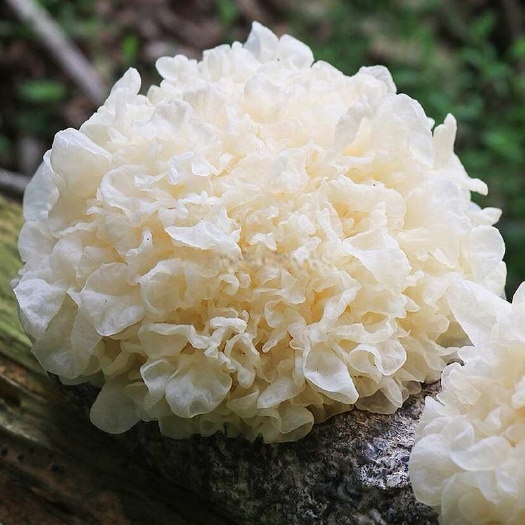 潍坊银耳菌（产地直发，保鲜运输）