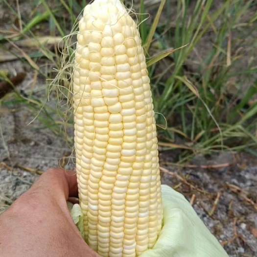 江门水果玉米